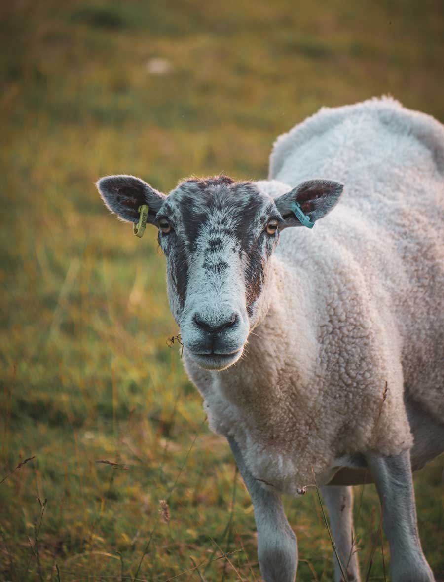 A project that stopped before launch